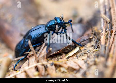 Europäischer Ölkäfer - Meloe proscarabaeus - kriechen mit Mücken Stockfoto