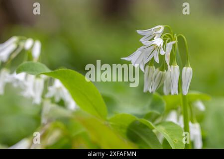 Wild wachsendes Allium triquetrum, auch bekannt als Zwiebelkraut, dreieckiger Lauch oder dreieckiger Knoblauch Stockfoto