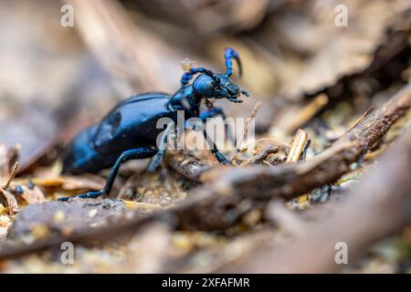 Europäischer Ölkäfer - Meloe proscarabaeus - kriechen mit Mücken Stockfoto