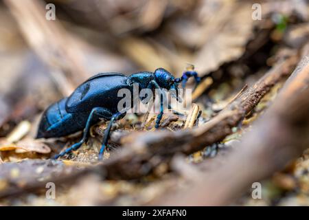 Europäischer Ölkäfer - Meloe proscarabaeus - kriechen mit Mücken Stockfoto