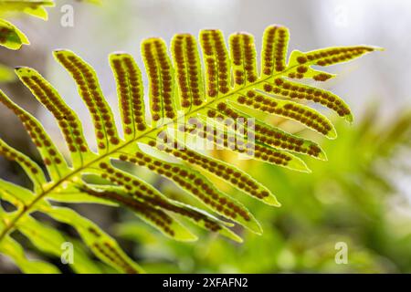 Kalksteinpolypiodie - Polypodium cambricum - farngrüne Fronten mit orangefarbenen sori auf der Unterseite Stockfoto