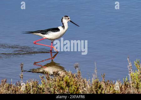 Schwarzflügelstelze, Himantopus himantopus im Naturschutzgebiet Ria Formosa, Algarve in Portugal. Stockfoto