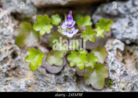 Cymbalaria muralis auch bekannt als efeblättrige toadflax oder Kenilworth Ivy, die auf einer Steinmauer in Ligurien, Italien Stockfoto