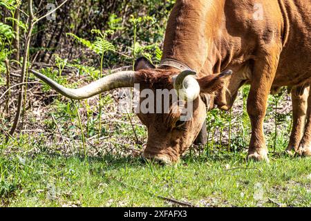 Die Cachena-Kuh im Nationalpark Peneda-Geres in Nordportugal. Es handelt sich um eine traditionelle portugiesische Bergrinderrasse, die sich hervorragend für ihr Fleisch und ihre Tracti eignet Stockfoto