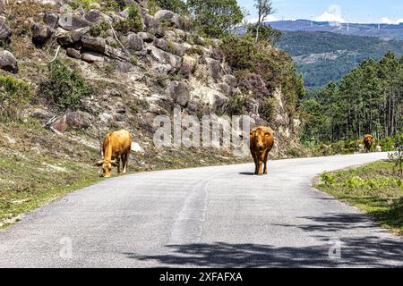 Die Cachena-Kuh im Nationalpark Peneda-Geres in Nordportugal. Es handelt sich um eine traditionelle portugiesische Bergrinderrasse, die sich hervorragend für ihr Fleisch und ihre Tracti eignet Stockfoto