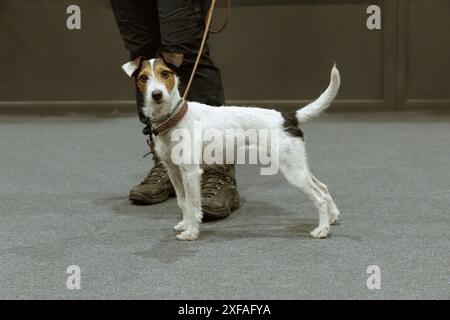 Jack Russell Terrier an der Leine sitzt neben den Füßen seines Besitzers und sieht sie an Stockfoto