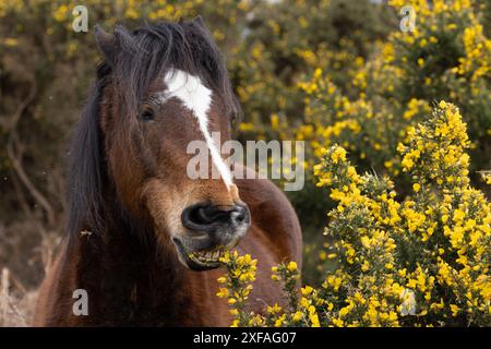 New Forest Pony (Equus caballus) Hampshire März 2024 Stockfoto