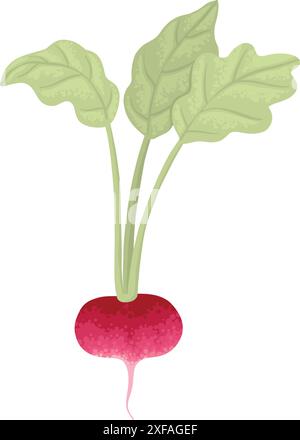 Frischer Rettich mit oberem Blatt-Symbol. Bio-Knollengemüse, Ernte. Natürliches Wurzelgemüse. Rohe und gesunde Nahrungsmittelpflanzenzusammensetzung. Flacher Grafikvektor Stock Vektor