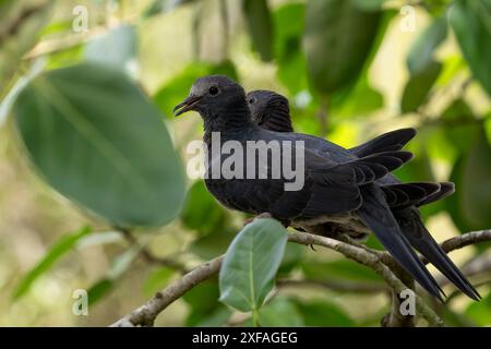 Weiß gekrönte Taube - Patagioenas leucocephala, wunderschöne Taube aus den Wäldern und Wäldern der Karibik, Jamaika. Stockfoto