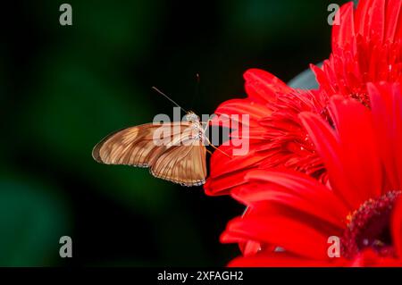 Singapur, Vindula dejone oder malaiischer Kreuzer auf roter Gerbera-Blume Stockfoto