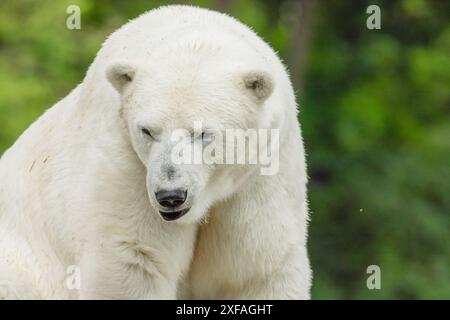 Der große weiße Eisbär ruht sich aus und sitzt auf Stein Stockfoto
