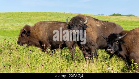 Drei Bisons im Grasland starren in die Kamera. Blauer Himmel und grüne Felder bilden den Hintergrund. Stockfoto