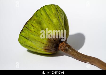 Ein Nahfoto einer grünen Lotussonne, die auf einer weißen Oberfläche liegt. In den Schoten sind zahlreiche Samenhöhlen deutlich sichtbar. Stockfoto