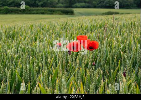 Hellroter Mohn, der mitten auf einem grünen Weizenfeld in der Nähe von Crowhurst in Sussex steht. Mohn, Papaver-Rhoeas. Stockfoto