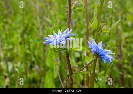 Zwei schöne hellblaue Zichorienblüten in einem Sussex-Feld, cichorium intybus, Endive-Ernte Stockfoto