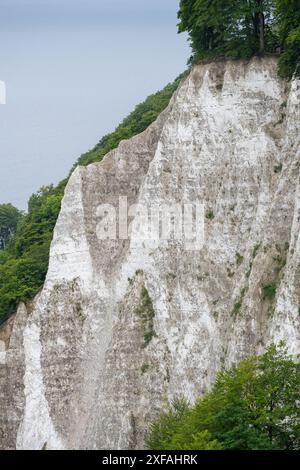 Sassnitz, Deutschland. Juli 2024. Blick vom Skywalk Königsstuhl zum Victoria View an der Kreidefelder der Insel Rügen. Quelle: Stefan sauer/dpa/Alamy Live News Stockfoto