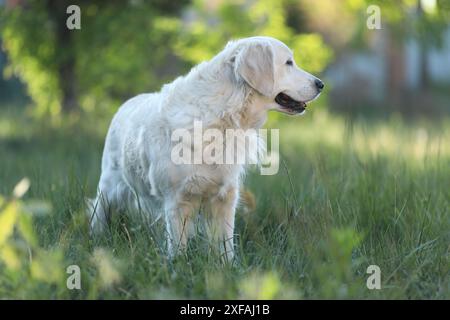 Golden Retriever Hund im Gras im Garten. Outdoor-Aktivitäten für Hunde Stockfoto