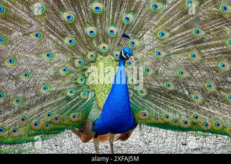 Peacock ist voll in Paris, Frankreich. Stockfoto