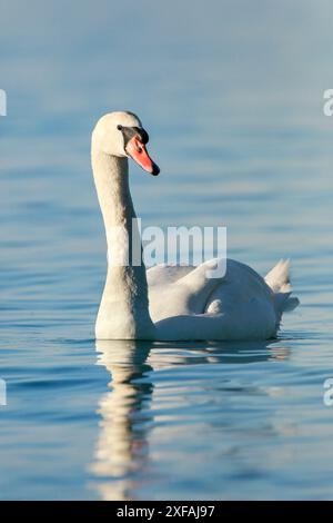 Zoologie, stummer Schwan (Cygnus olor) Schwimmen im blauen See, Mitteleuropa, KEINE EXKLUSIVE VERWENDUNG FÜR FALTKARTEN-GRUSSKARTEN-POSTKARTEN-NUTZUNG Stockfoto