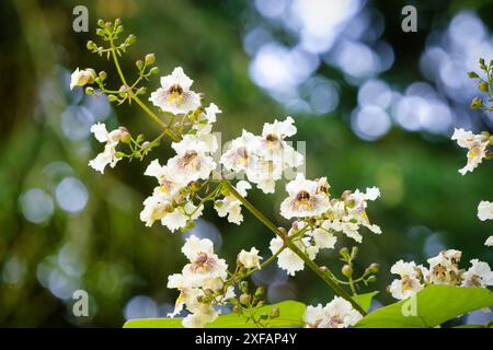 Catalpa bignonioides Nahaufnahme weißer Blüten eines indischen Bohnenbaums vor verschwommenem Hintergrund Stockfoto