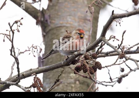 Gemein (Mealy) Redpoll (Carduelis flammea) Norfolk März 2024 Stockfoto