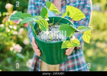 Verwurzelung von Hortensie-Stecklingen, Anbau neuer Pflanzen aus Stecklingen Stockfoto