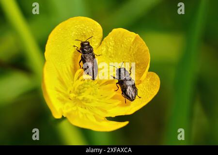 Metallischer Holzbohrkäfer (Anthaxia quadripunctata) zwei Käfer in gelber Butterblume Stockfoto