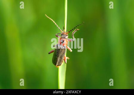 Rustic Sailer Käfer (Cantharis rustica) - Soldat Käfer auf einem vertikalen Pflanzenstamm Stockfoto