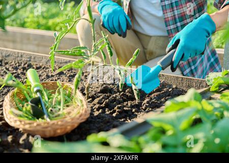 Nahaufnahme einer Frau, die mit Tomatenpflanzen im Boden in Hochbeeten mit Gartenwerkzeugen arbeitet. Stockfoto
