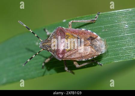 Haarige Schildkäfer (Dolycoris baccarum), Erwachsener auf Gras, England, Großbritannien Stockfoto