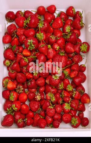 Rote köstliche gewaschene Erdbeeren in einem weißen Küchenbecken Stockfoto