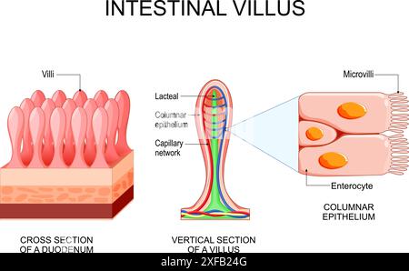 Darmzotten. Unterschied zwischen Zotten und Mikrovilli. Querschnitt eines Duodenums mit Submukosa-, Schleim- und Muscularisschichten. Vertikaler Schnitt Stock Vektor