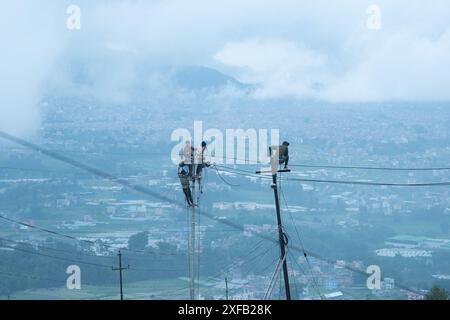 Bhaktapur, Bagmati, Nepal. Juli 2024. Arbeiter, die am Dienstag die elektrischen Leitungen von einem alten Versorgungsmast auf einen neuen in Nagarkot übertragen. (Kreditbild: © Amit Machamasi/ZUMA Press Wire) NUR REDAKTIONELLE VERWENDUNG! Nicht für kommerzielle ZWECKE! Stockfoto