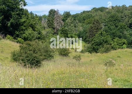 Blick auf das Naturschutzgebiet Daneway Banks, das sich im Besitz des Gloucestershire Wildlife Trust und der Royal Entomological Society befindet, Gloucestershire, England, Großbritannien Stockfoto