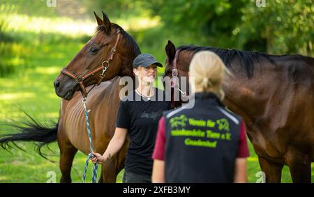 Ebstorf, Deutschland. Juni 2024. Maren Neumann (l) führt zwei Pferde zum Hof des Vereins für misshandelte Tiere e.V. Ein Tierheim in der Nähe von Uelzen stößt an seine Grenzen. Die Kosten für die Rehabilitation von sechs Pferden sind zu hoch. Quelle: Philipp Schulze/dpa/Alamy Live News Stockfoto