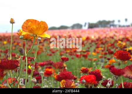 Ein Gelb mit rot gestreiftem Ranunkel inmitten eines Blumenmeers an den Karlsbader Blumenfeldern. Stockfoto