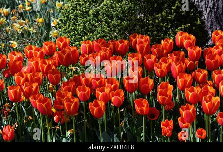 Die Dixon Gallery and Gardens ist voller leuchtender und lebendiger OrangenTulpen. Garden befindet sich in Memphis, Tennessee. Stockfoto