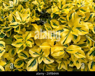 Spindel Euonymus Fortune oder Smaragd 'n' Gold Stockfoto