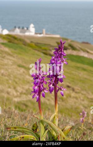 Early Purple Orchid (Orchis macula) wächst auf den Küstenhügeln oberhalb des Anvil Point Lighthouse im Durlson Country Park auf der Isle of Purbeck, Dorset, England Stockfoto