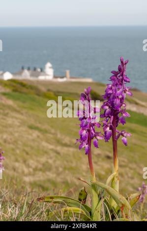 Early Purple Orchid (Orchis macula) wächst auf den Küstenhügeln oberhalb des Anvil Point Lighthouse im Durlson Country Park auf der Isle of Purbeck, Dorset, England Stockfoto