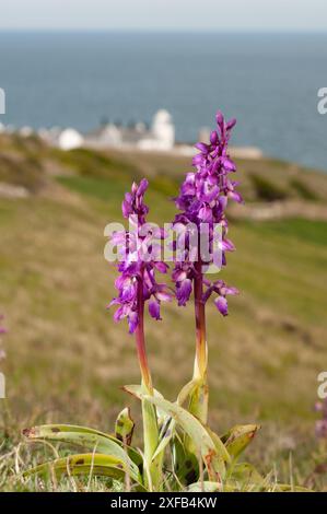 Early Purple Orchid (Orchis macula) wächst auf den Küstenhügeln oberhalb des Anvil Point Lighthouse im Durlson Country Park auf der Isle of Purbeck, Dorset, England Stockfoto