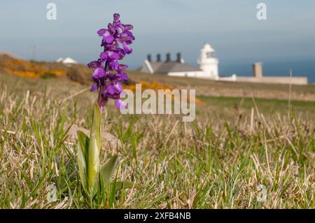 Early Purple Orchid (Orchis macula) wächst auf den Küstenhügeln oberhalb des Anvil Point Lighthouse im Durlson Country Park auf der Isle of Purbeck, Dorset, England Stockfoto