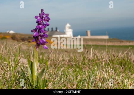 Early Purple Orchid (Orchis macula) wächst auf den Küstenhügeln oberhalb des Anvil Point Lighthouse im Durlson Country Park auf der Isle of Purbeck, Dorset, England Stockfoto