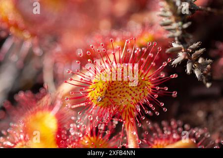 Sonnentau (Drosera rotundifolia) wächst in Brackmooren in Godlingston Heath, Arne auf der Isle of Purbeck. Die klebrigen Ranken fangen kleine Insekten ein, schließen sie um sie und ekeln sie an. Eine seltene Nadelpflanze, die in sumpfigem Boden gefunden wird Stockfoto