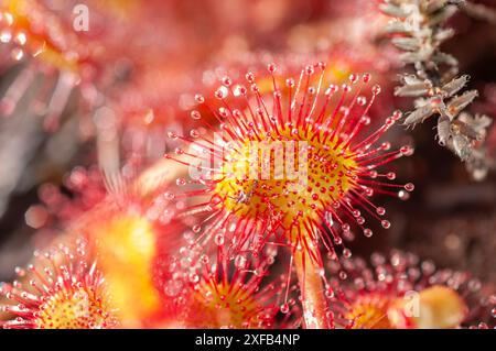 Sonnentau (Drosera rotundifolia) wächst in Brackmooren in Godlingston Heath, Arne auf der Isle of Purbeck. Die klebrigen Ranken fangen kleine Insekten ein, schließen sie um sie und ekeln sie an. Eine seltene Nadelpflanze, die in sumpfigem Boden gefunden wird Stockfoto