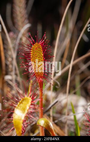 Sonnentau (Drosera rotundifolia) wächst in Brackmooren in Godlingston Heath, Arne auf der Isle of Purbeck. Die klebrigen Ranken fangen kleine Insekten ein, schließen sie um sie und ekeln sie an. Eine seltene Nadelpflanze, die in sumpfigem Boden gefunden wird Stockfoto