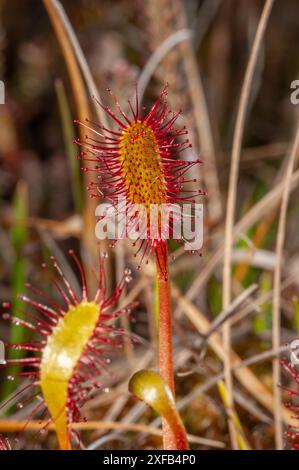 Sonnentau (Drosera rotundifolia) wächst in Brackmooren in Godlingston Heath, Arne auf der Isle of Purbeck. Die klebrigen Ranken fangen kleine Insekten ein, schließen sie um sie und ekeln sie an. Eine seltene Nadelpflanze, die in sumpfigem Boden gefunden wird Stockfoto