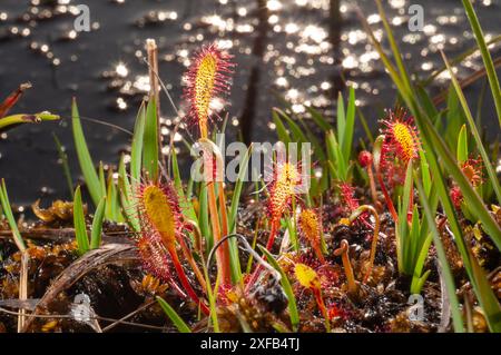 Sonnentau (Drosera rotundifolia) wächst in Brackmooren in Godlingston Heath, Arne auf der Isle of Purbeck. Die klebrigen Ranken fangen kleine Insekten ein, schließen sie um sie und ekeln sie an. Eine seltene Nadelpflanze, die in sumpfigem Boden gefunden wird Stockfoto