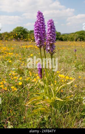 Early Purple Orchid (Orchis macula) wächst auf einem Hügel auf der Isle of Purbeck, Dorset, England Stockfoto