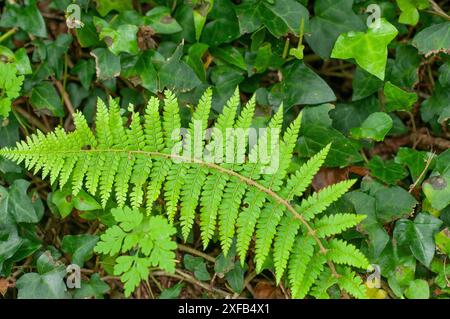 Hartes Farnblatt (Blechnum-Gewürz) auf einem Hintergrund von Efeu Stockfoto